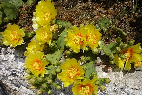 kaktusblute1.jpg