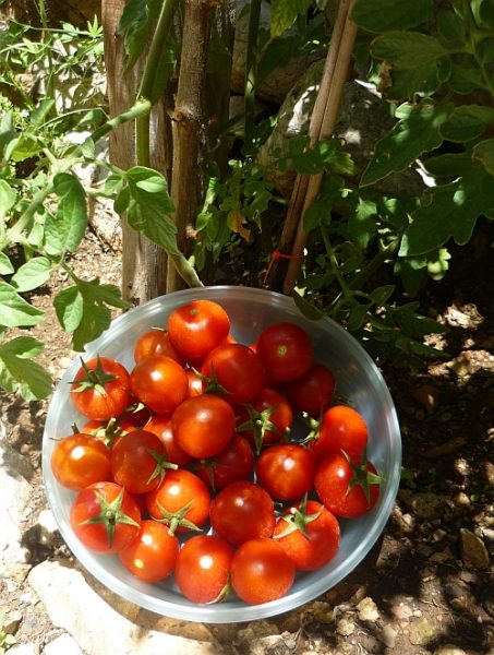 Tomaten2
